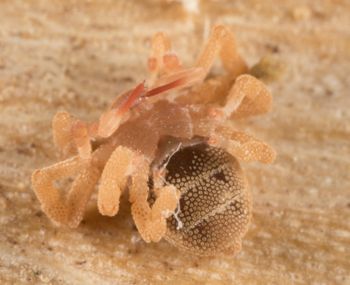 Media type: image; Invertebrate Zoology 143922